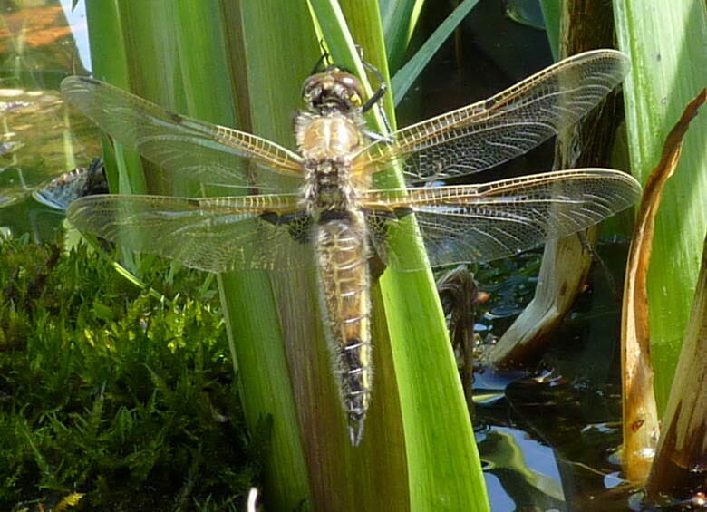 GSAB Barrhill Two spotted dragonfly